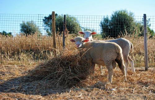 Monte Sossego by Estilo Lusitano, com piscina privada - Foto 38