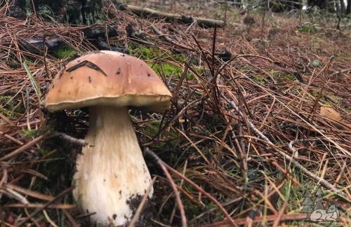 EL DESCANSO DE PINARES - VuT en Huerta de Rey - Foto 23