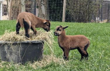 Ferienwohnung Goasnstoi - mit HotTub und Bergblick im Inntal - Foto 24