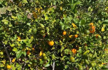 Taburiente - Foto 27