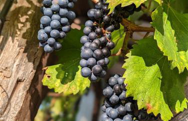 Ferienunterkunft Heimatfleckerl - Foto 11