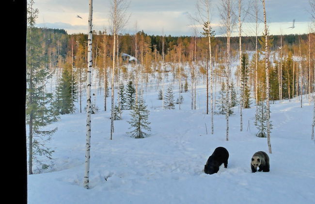 Bear Centre - Foto 12