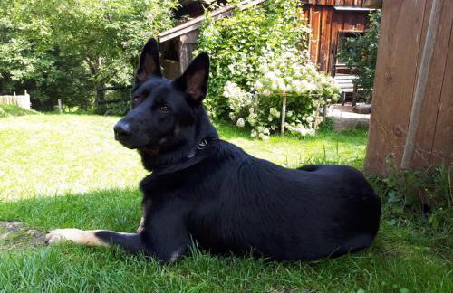 Ferienwohnung Schmidt - Natur und Ruhe - Foto 11