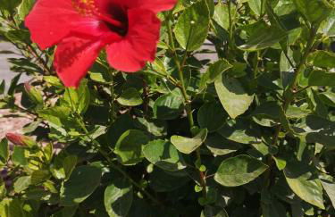 Serene mountain views Spacious garden and sole use of the 10x5m pool - Foto 45