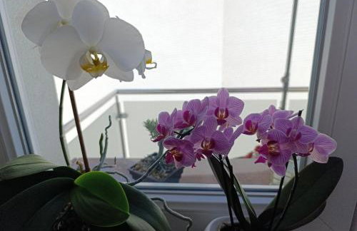 Apartman Orhideja - Foto 20