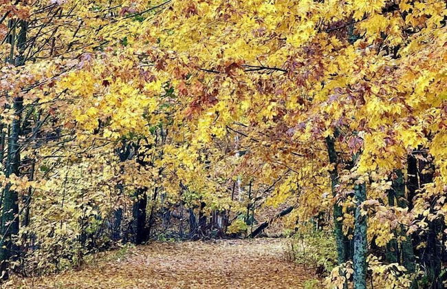 3BDR Home by Torch Lake Sandbar 11931 - Foto 46