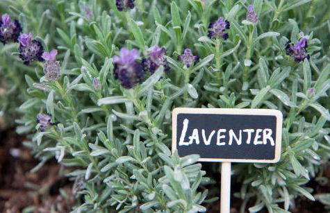 Axos Apartments - Photo 38