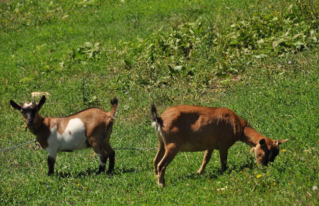 Agriturismo Yes Boss - Foto 29