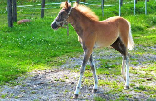 Gîte et Relais Equestre de Marie - Foto 38