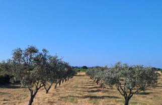Villa das Oliveiras - Foto 48