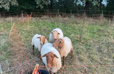 Ferienwohnung auf dem Bauernhof - Hermanns Lodge - Foto 30