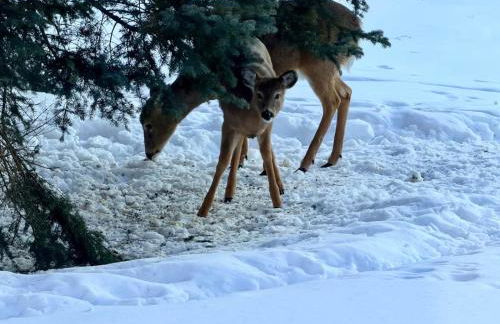 Paddler's Paradise Cabin with Direct Trail Access! - Foto 69