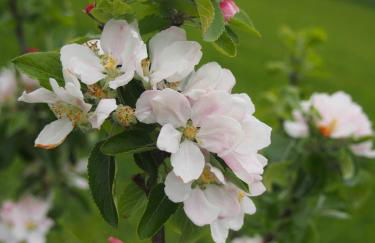 Maison Tombelaine - Foto 19