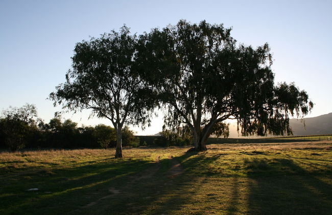 Denneboom Vineyards and Wildlife - Foto 29