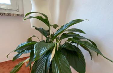 Apartment mit Loggia und Traumblick - Foto 29