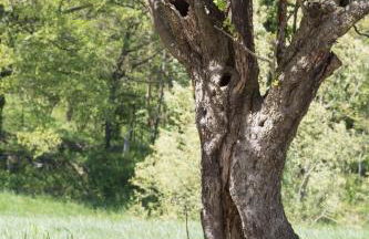 Agriturismo I Fondacci - Foto 18