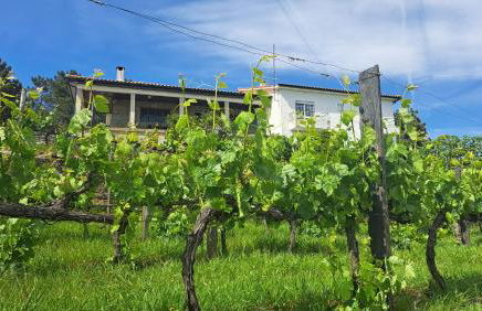 Quinta Soutelinho - Foto 9