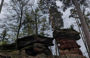 Gîte de la vallée, En Pleine Forêt - Foto 22