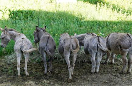 Zum Alten Eselstall - Foto 1