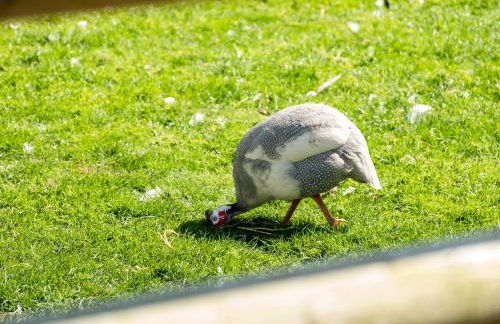 Puffin Lodge - Photo 24