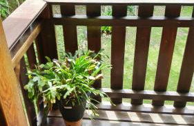 Casa Dona Zezé - Photo 15