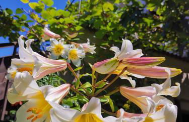 Ansitz Grustdorf - Foto 57