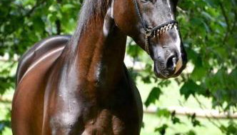 Domaine de Valmeray la roulotte d'Elise - Foto 2