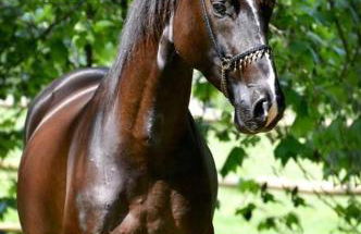 Domaine de Valmeray la roulotte d'Elise - Foto 2