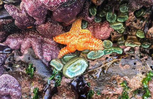 Seas the Day in Shorepine - Foto 39