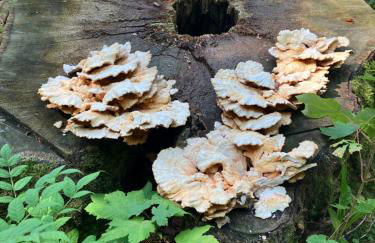 Vakantiehuis Ramsbeck - Foto 64