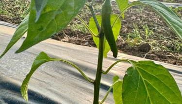 Casa il sorbo - Foto 4, Garden