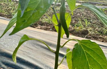 Casa il sorbo - Foto 4