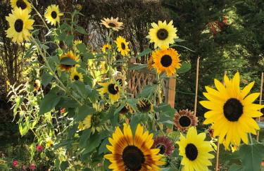 Vue du Gar - Foto 11