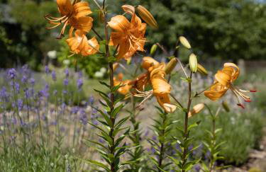 Osada Jeździecka Bata - Photo 22