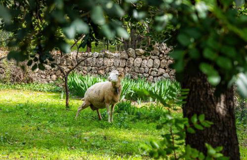 Ca na Barons - Foto 33