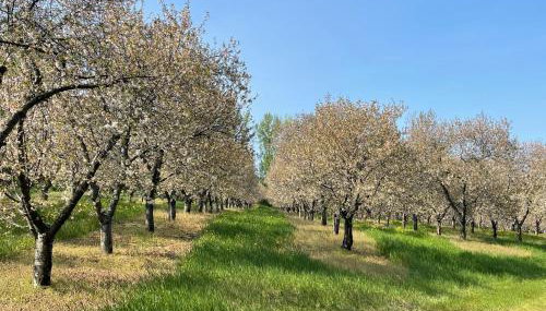 Cherry Blossom Farm - Foto 4