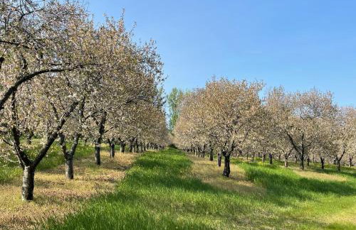 Cherry Blossom Farm - Foto 4