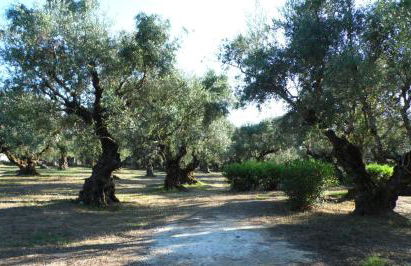 TheNi Olive Grove Villa - Foto 21