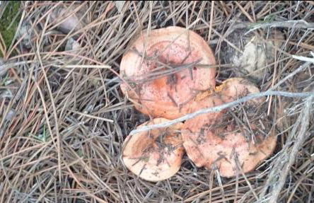 Casa Rural Puente Del Segura - Foto 37