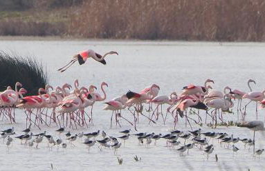 La Casa de Oti playa Mazagón vistas al mar - Foto 12