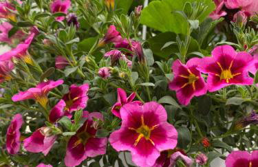 Villas Pelvoux Aster - Foto 23