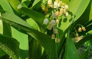 Apartman Goran - 130m Radiochirurgia - Foto 69