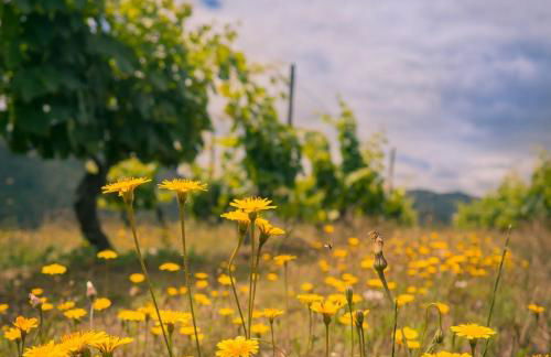 Quinta das Amendoeiras - Foto 55