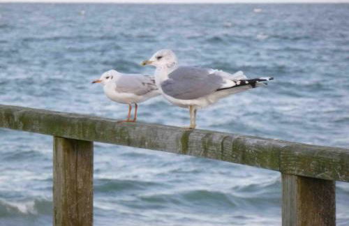 Reetdachhaus am Bodden Middelhagen - Foto 11