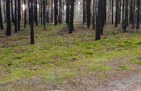 Dom za wydmą - Foto 62