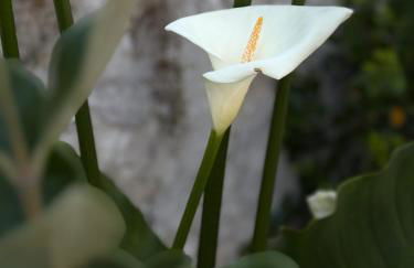 L'Olivier de Milou - Foto 51