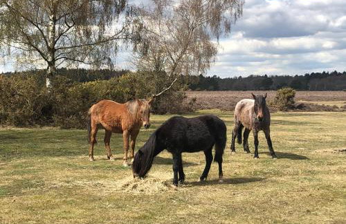 Oakapple Cottage - Photo 40