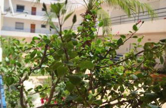 Atlantic Pearl by the Sea - Quarteira - Foto 8