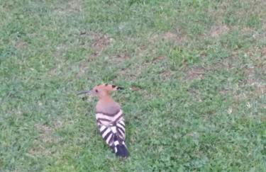 Casale el galet - Foto 11