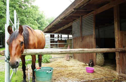 Ferienwohnung Ulrichstein/ Bobenhausen II - Foto 30